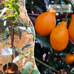 Achachairu Fruit Plant Sale