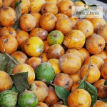African Star Apple Fruit Plant Sale