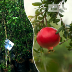 Anar Fruit Plant Sale