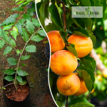 Apricot Fruit plant Sale