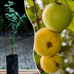Araza Boi Fruit Plant Sale
