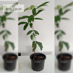 Ashokam Medicinal Plant Sale