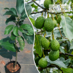Avacado Fruit Plant Sale