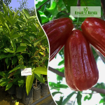 Bali Wax Apple Fruit Plant Sale