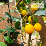 Baraba Fruit Plant Sale