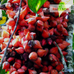 Belembing Darah Fruit Plant Sale