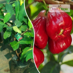 Bell Apple Fruit Plant Sale