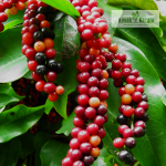 Bignay Fruit Plant Sale