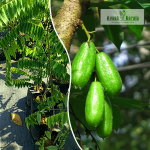 Bilumbi Fruit Plant Sale