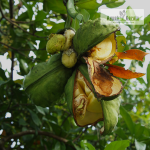 Bitter Kola Fruit Plant Sale
