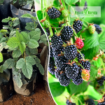 Black Berry Fruit Plant Sale
