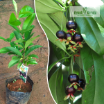 Black Grumichama Fruit Plant Sale