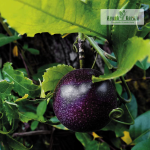 Black Passion Fruit Plant Sale
