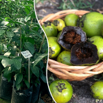 Black Sapote Fruit Plant Sale