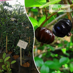 Black Surinam Cherry Fruit Plant Sale