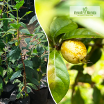 Blackberry Jam Fruit Plant Sale