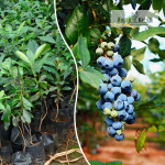 Blue Berry Fruit Plant Sale