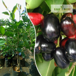 Boroli Jamun Fruit Plant Sale