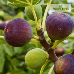 Brown Turkey Fig Fruit Plant Sale
