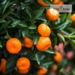 Bush Orange Fruit Plant Sale