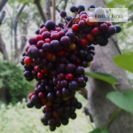Cambodian Grape Fruit Plant Sale