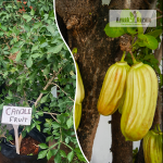 Candle Fruit Plant Sale