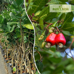 Cashew Apple Fruit Plant Sale