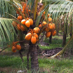 Chavakkad Orange Dwarf Coconut Hybrid Sapling Sale