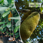 Chembadak Fruit Plant Sale