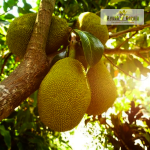 Chunkapura Jackfruit Plant Sale