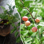 Coco Plum Fruit Plant Sale