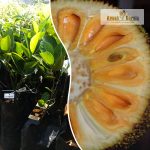 Combodian Jackfruit Plant Sale