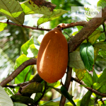 Cupuassu Fruit Plantt Sale