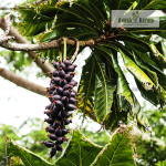 Cut Nut Fruit Plant Sale