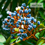 Dabai Fruit Plant Sale