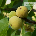 Deanna Fig Fruit Plant Sale