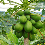 Desi Papaya Fruit Plant Sale