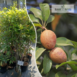 Desi Sapota Fruit Plant Sale