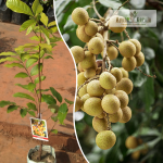 Diamond River Longan Fruit Plant Sale