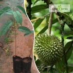 Durian Fruit Plant Sale
