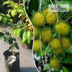 E35 Yellow Rambutan Fruit Plant Sale