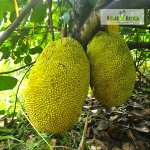 EVIARC Sweet Jackfruit Plant Sale
