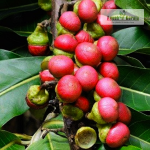Engkala Fruit Plant Sale
