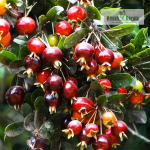 Eugenia Ligustrina Fruit Plant Sale