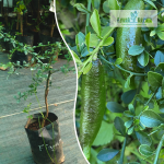 Finger Lime Fruit Plant Sale