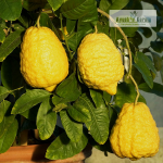 Ganapathi Naragam Citron Fruit Plant Sale