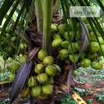 Ganga Bondam Dwarf Coconut Hybrid Sapling Sale