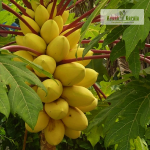 Golden Pappaya Fruit Plant Sale