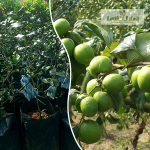 Green Ber Apple Fruit Plant Sale