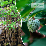 Green Custard Apple Fruit Plant Sale
